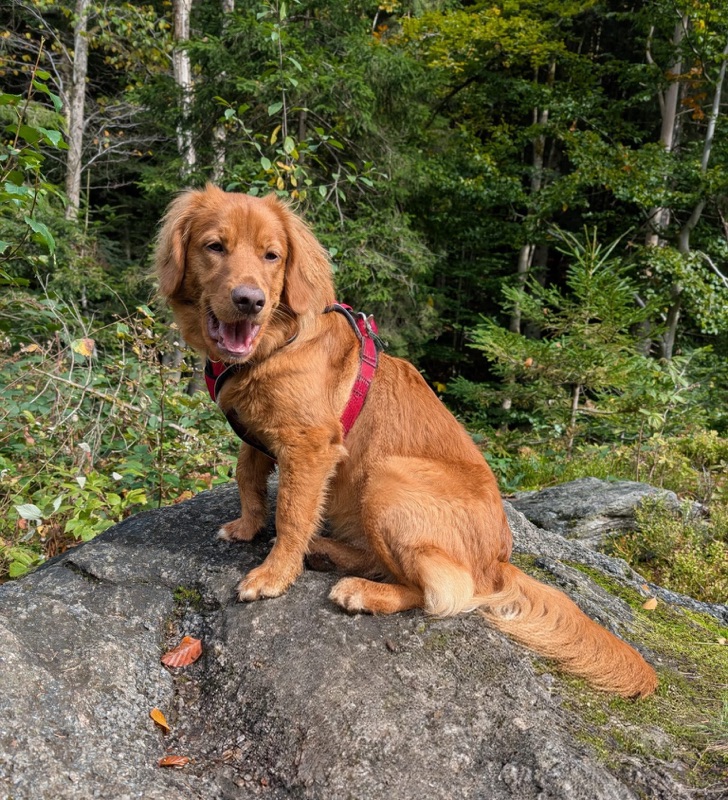 Nova Scotia Duck Tolling Retriever sitzt auf einem Felsen im herbstlichen Wald