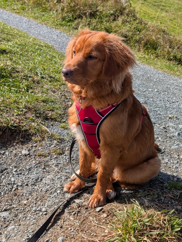 Nova Scotia Duck Tolling Retriever sitzt aufmerksam auf einem Feldweg