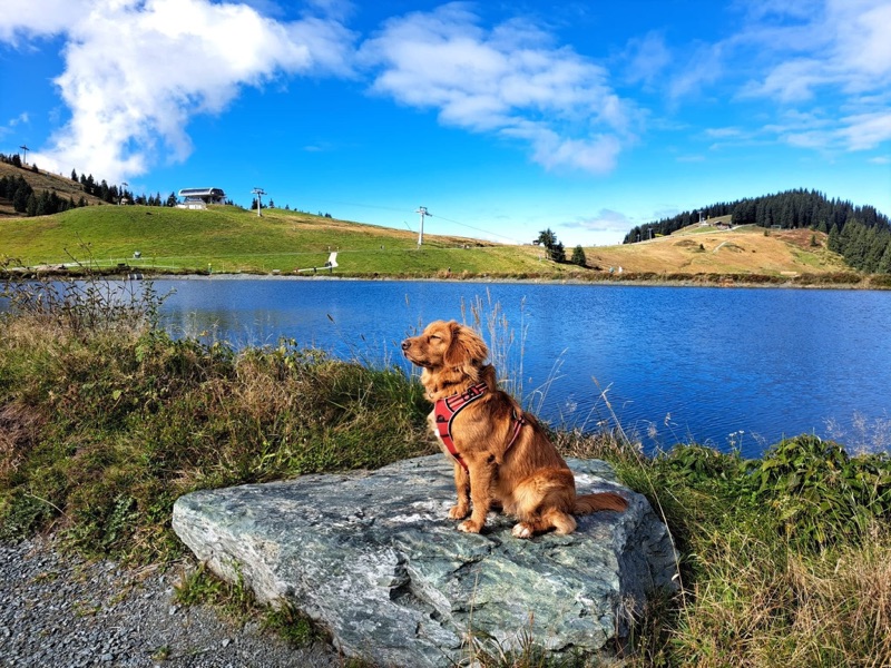 Nova Scotia Duck Tolling Retriever sitzt auf einem Felsen vor einem Bergsee