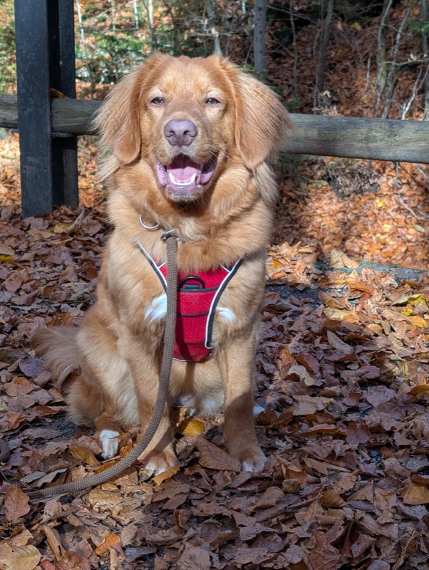 Nova Scotia Duck Tolling Retriever sitzt fröhlich im Herbstlaub