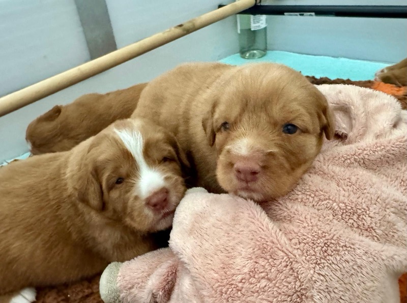 Zwei Toller-Welpen kuscheln auf einer rosa Decke